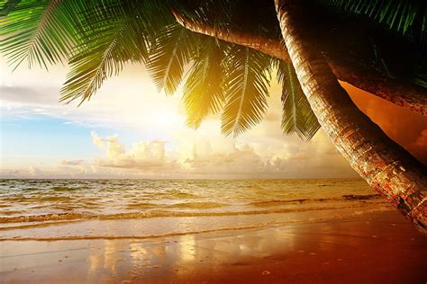 Hd Wallpaper Beachfront Sand Sea Sunset Tropics Palm Trees Shore