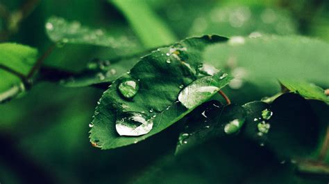 Rain Drops On Green Leaf Wallpaper Nature And Landscape Wallpaper