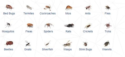 Identify Bathroom Bugs Identification