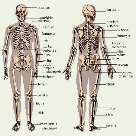 While the skeleton renders stature, support and shape to your body, the fibrous, cartilaginous and synovial are the three main types of joints in the human body. Mike's Science Homework: THE HUMAN BODY!!!!!!!!!