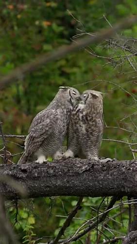 Вбд это диета Птичья любовь, как это мило. | ВБД Юра, 13 октября 2023 Птичья любовь, как это мило. | ВБД Юра, 13 октября 2023 Вбд это диета