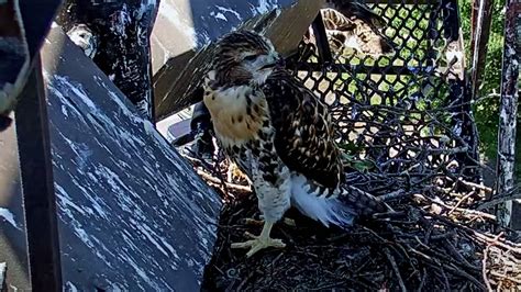 Sad News About Red Tailed Hawk Chick K2 Cornell Lab Bird Cams Cornell