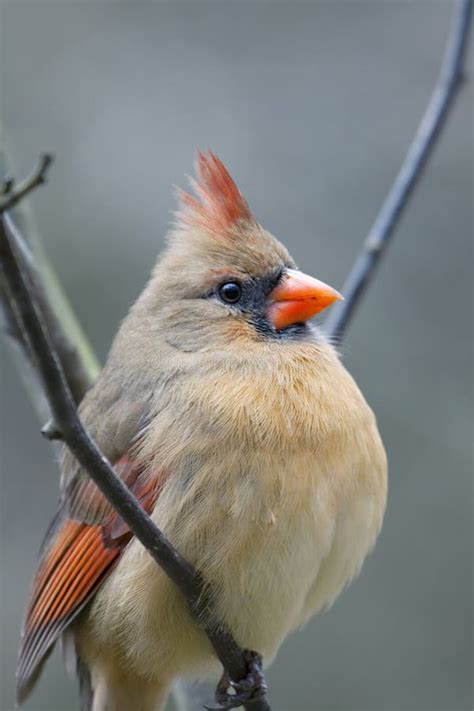 Female Northern Cardinal Bird Stock Photo Image Of Cute Songbird