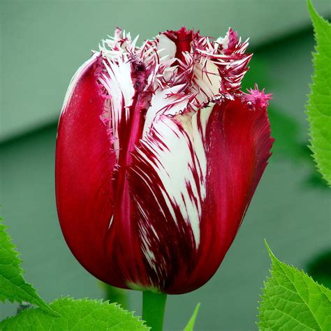 Two Color Tulip Photograph By Ed Mosier Fine Art America