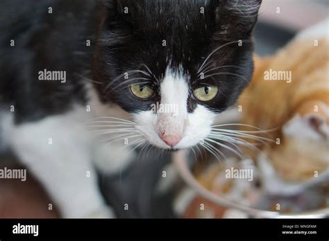 Black And White Cat Staring Stock Photo Alamy