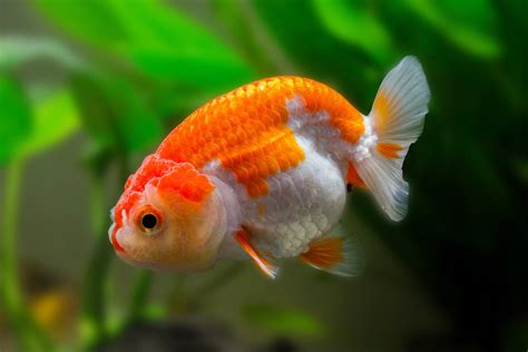 Ranchu Goldfish Breed Information Catdogfish