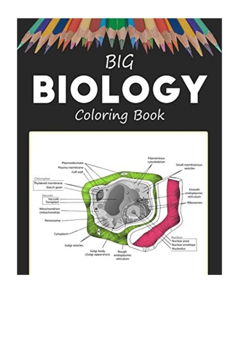 Cell cycle c summarize what happens during each stage of the cell cycle in the boxes below. Big Biology PDF - Biology Up Coloring Book,new way Study Guide,cell m…