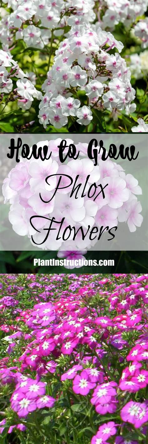 How To Grow Phlox Flowers Plant Instructions