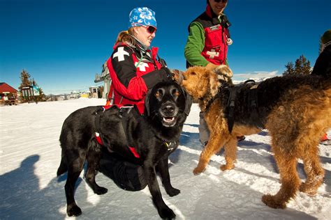 Meet Aspen Snowmass Avalanche Rescue Dogs