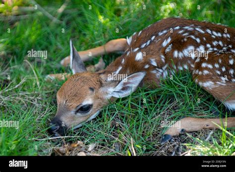 Newborn Deers Bambi And Wild Animals Concept Fawn Resting Baby Roe