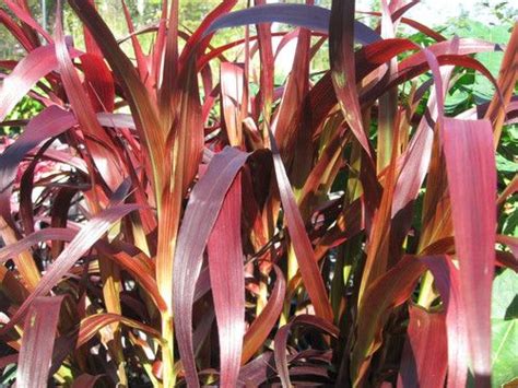Arundo donax is a tall, perennial grass species with edible, medicinal and other uses. Pennisetum macrostachyum 'Burgundy Giant' | Red fountain ...