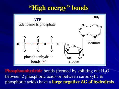 Ppt High Energy Compounds Powerpoint Presentation Free Download Id