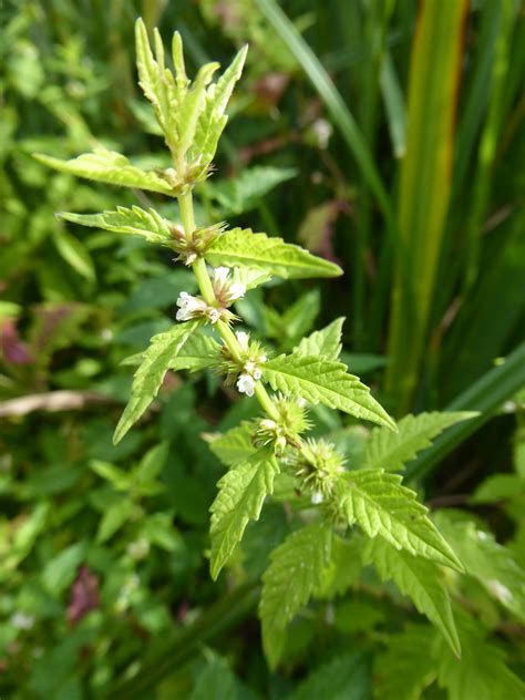 A land area that is permanently or seasonally saturated with water. REMINDER: Wetland Plants | Plant-Lore
