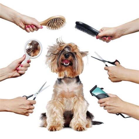 How Long Does It Take To Groom A Dog How Can You Groom A Dog Quickly