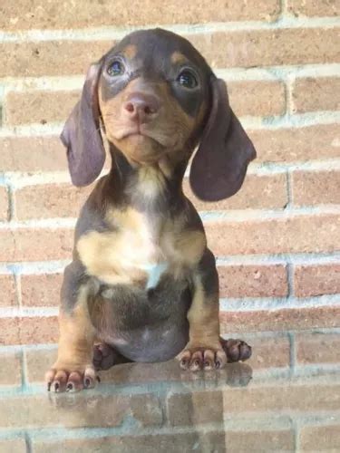 Lindos Cachorritos Salchicha Dachshund Miniatura Chocolate Cuotas Sin