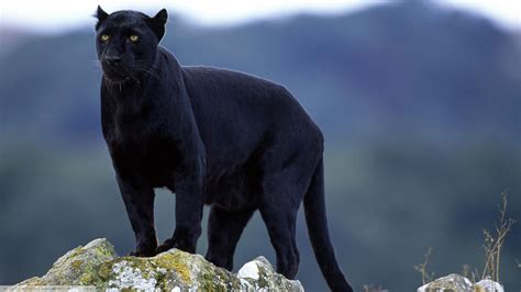 Fondos De Pantalla Cara Ojos Gatos Grandes Pantera Negra Leopardo