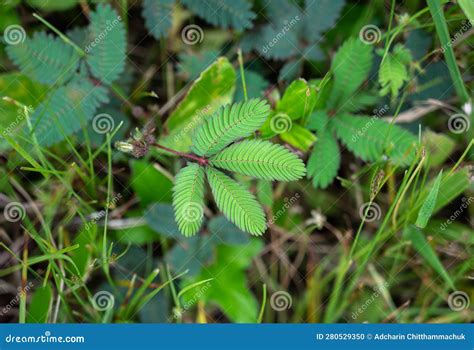 Sensitive Compound Leaf Of Mimosa Pudica Sensitive Plant Sleeping