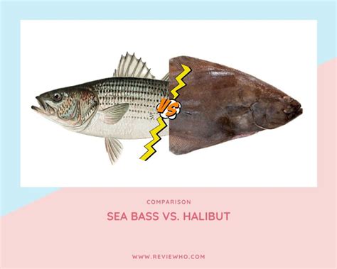 Difference Between Sea Bass And Halibut Reviewho