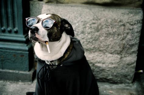 Dog Sunglasses Wallpapers Wallpaper Cave