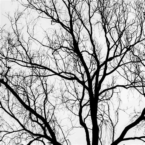 Winter Tree Textures