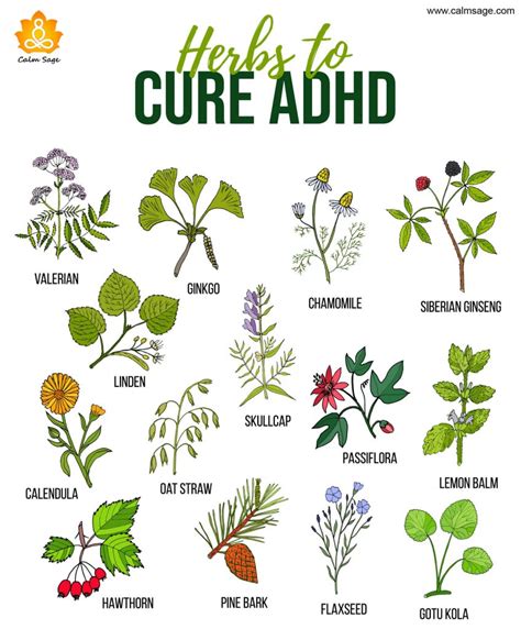 6 Best Herbs To Help Ease Adhd Symptoms