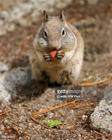Squirrel Full Cheeks Photos And Premium High Res Pictures Getty Images
