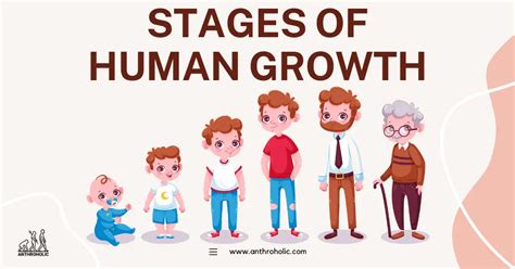 Stages Of Human Growth In Anthropology Anthroholic