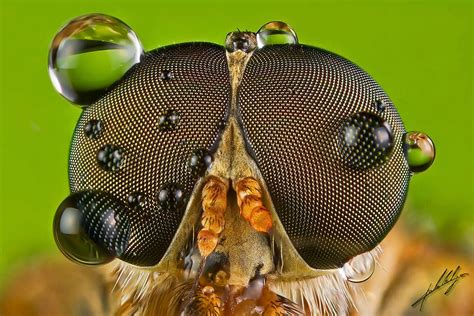 Macro Photography Portraits Of Insects By Paulo Latães T Ideas