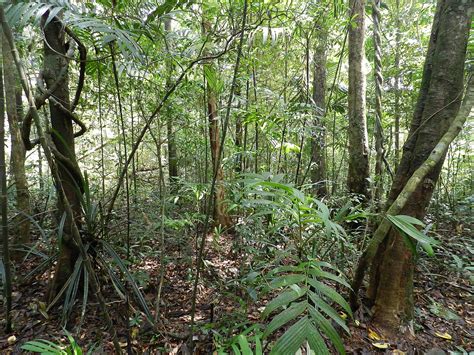 Tropical rain forests can average between half a foot to two and a half feet of precipitation in a year. Tropical rainforest conservation - Wikipedia