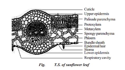 Anatomy Of A Dicot Leaf Sunflower Leaf