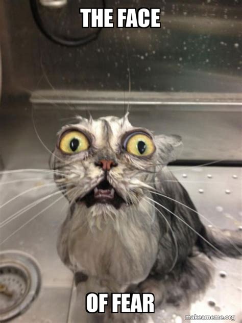 The Face Of Fear Cat Bath Meme Generator