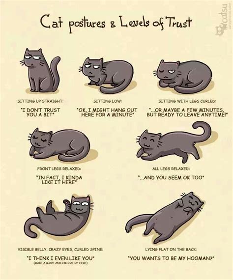 Pin By Gina Dust On Love It Crazy Cats Cat Behavior Cat Care