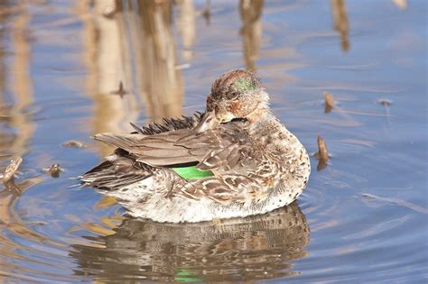 Green Winged Teal — Ducks Unlimited Canada