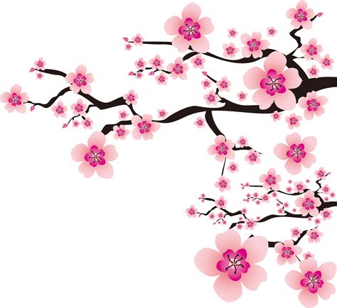 Sakura Flower Clipart Png
