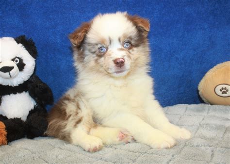 Lancaster puppies pairs newfoundland dog breeders with great people like you! Aussie-Pom Puppies For Sale - Long Island Puppies