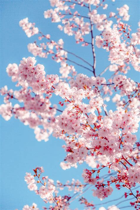 Lock Screen Cherry Blossom Tree Wallpaper Iphone 1920x1280 Cherry