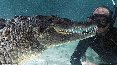 Monster Crocodiles Are Captured In Terrifying Close Up As Free Divers