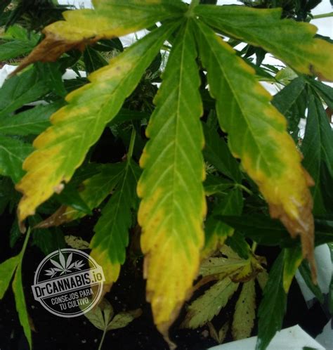 How To Fix Cannabis Potassium Deficiency K Photos And Chart