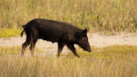 Officials Plan To Cull Feral Pigs At Arizona Wildlife Refuge
