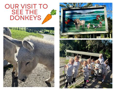 Our Visit To The Donkey Park Snells Beach School
