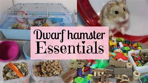 Dwarf Hamster Essentials Youtube