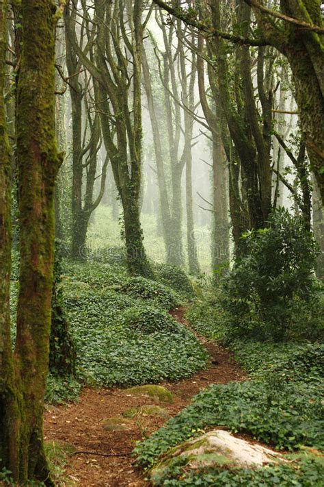 Path In Green Forest Trees With Huge Rocks Stock Images