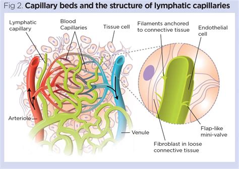 The Lymphatic System Structure Function And Oedema Nursing Times