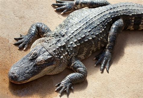 Learning Exotic Leather American Alligator