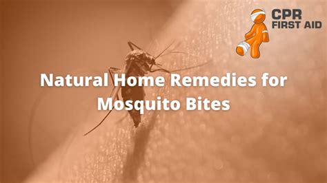 Natural Home Remedies For Mosquito Bites Cpr First Aid