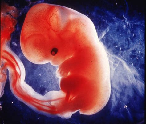 El Retorno De La Biblia Formación Del Embrión Ya Mensionado En La Biblia
