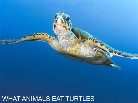 What Animals Eat Turtles Turtles Life