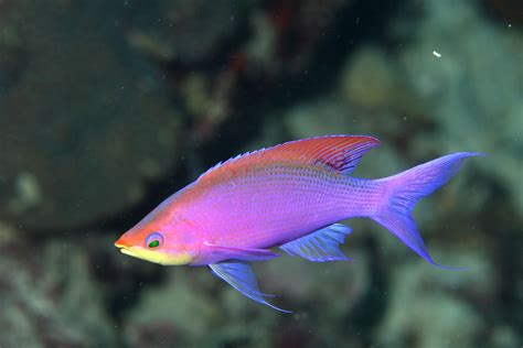 Purple Anthias Beautiful Sea Creatures Underwater Animals Fish Pet