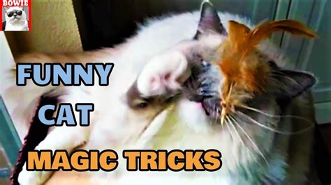 Funny Cat Magic Tricks Youtube