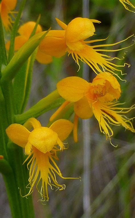 Crested Yellow Orchid Platanthera Cristata Strange Flowers Unusual